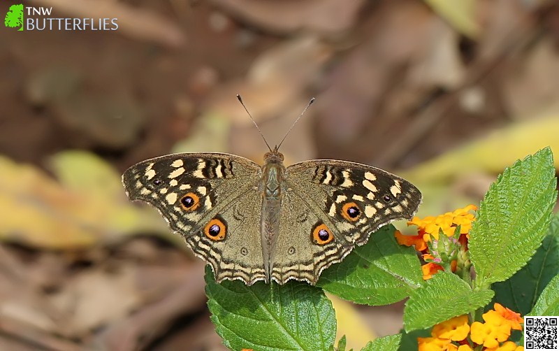 Lemon Pansy